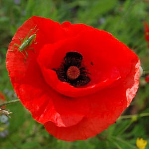 Logo_Mohnblume_Grashuepfer_300px