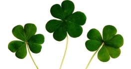 Der Sankt Patricks Day wird alljährlich am 17. März gefeiert